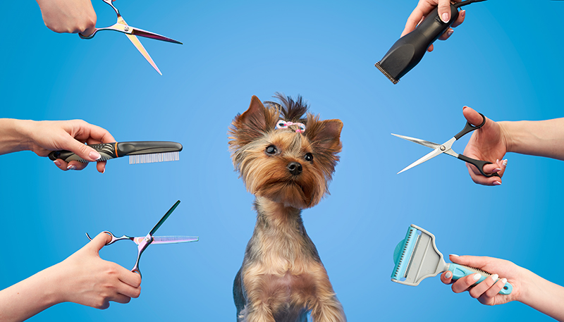 The Art of Canine Elegance: A Comprehensive Guide to Dog Grooming Techniques