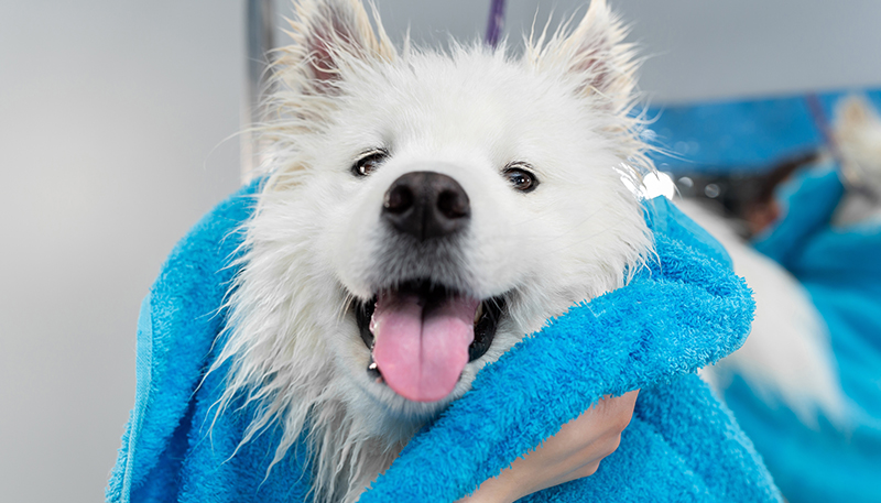 Fluff 'n Buff: Mastering the Art of Canine Drying Techniques