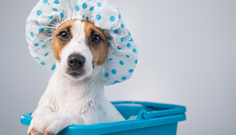 Paws and Pampering: Spa Day at Home for Your Pooch