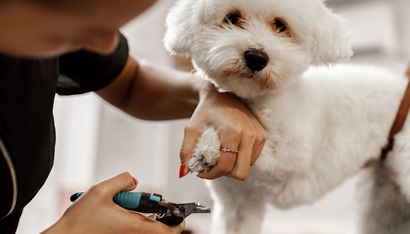 Nail Care 101: Mastering the Art of Stress-Free Paw-dicure